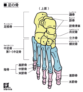 歯ぎしり・食いしばり