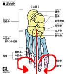 気功足の骨