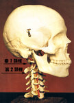 気功整体頚椎