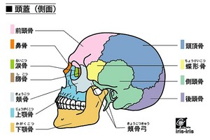 顎関節症.jpg