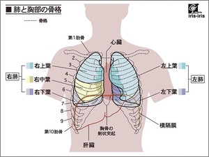 気功肺、心臓