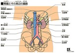 気功整体あなん腎臓